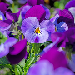 Violette Hornveilchen, Viola cornuta