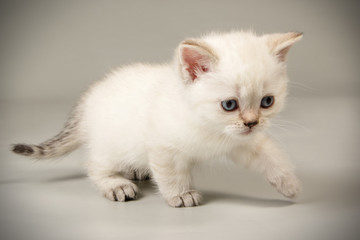 Scottish straight shorthair cat on colored backgrounds