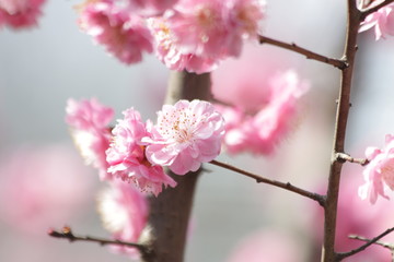 Close up pink Cherry Blossom in Spring