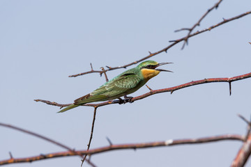 The blue-cheeked bee-eater (Merops persicus). A bird is sitting on a branch of a tree, on a background of blue sky. Chyornye Zemli (Black Lands) Nature Reserve, Kalmykia region, Russia.