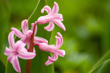 Bezaubernde Blütenkelche freigestellt in der Nahaufnahme begrüßen den Frühling mit farbenfrohen Blütenkelchen