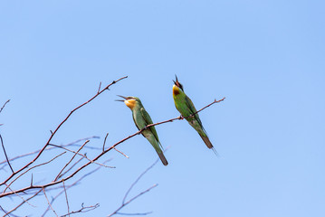 Two blue-cheeked bee-eater (Merops persicus). A bird is sitting on a branch of a tree, on a background of blue sky. Chyornye Zemli (Black Lands) Nature Reserve, Kalmykia region, Russia.