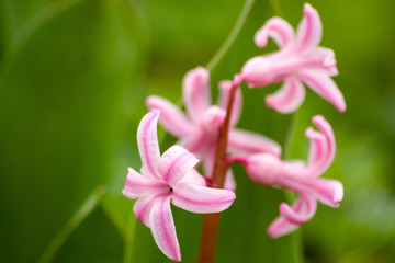 Bezaubernde Blütenkelche freigestellt in der Nahaufnahme begrüßen den Frühling mit farbenfrohen Blütenkelchen