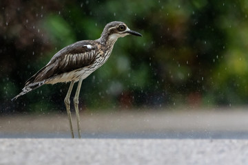 Obraz premium Bush stone-curlew (Burhinus grallarius) in the rain