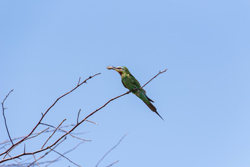 The blue-cheeked bee-eater (Merops persicus). A bird is sitting on a branch of a tree and holds a dragonfly in its beak. Chyornye Zemli (Black Lands) Nature Reserve, Kalmykia region, Russia.