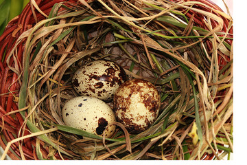 Natural Easter eggs in a basket on a table with wild spring flowers and grass, preparing for the...