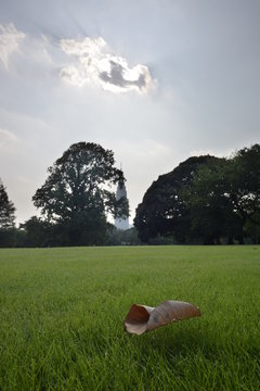 a fallen leaf sitting on the green grass