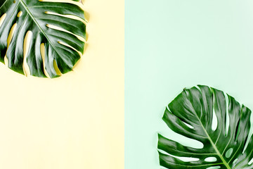 Tropical palm leaves Monstera on colorful background. Flat lay, top view minimal summer concept.