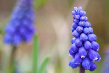 Bezaubernde blaue Bl&uuml;tenkelche hei&szlig;en den Fr&uuml;hling willkommen
