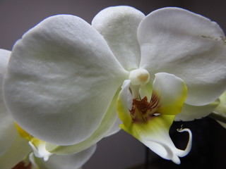 White Orchids close up