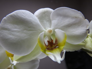 Fototapeta na wymiar White Orchids close up