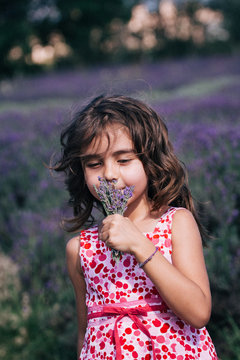 Young girl smeling fesh lavender in a lavender field