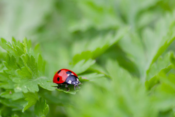 Glücksbringer Marienkäfer im frühlingsgrünen Gras auf Blattlaussuche