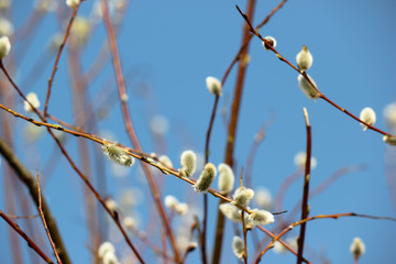 willow branches with blossoming "cats" against a blue sky