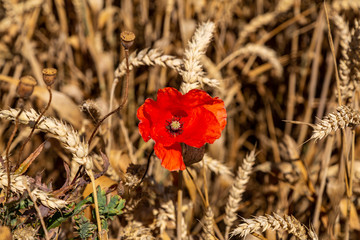 ein großes Feld mit Weizen und einer Mohnblume
