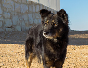 Obraz na płótnie Canvas portrait of an alert mixed breed farm dog on kibbutz in the negev in israel