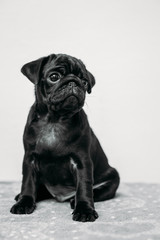 Adorable pug puppies