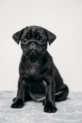 Adorable pug puppies