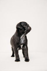 Adorable pug puppies