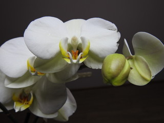 White Orchids close up