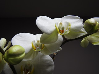 White Orchids close up