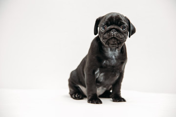 Adorable pug puppies