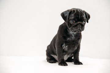 Adorable pug puppies
