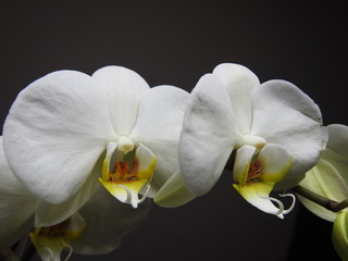 Obraz na płótnie Canvas White Orchids close up