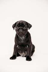 Adorable pug puppies