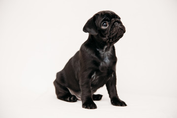 Adorable pug puppies