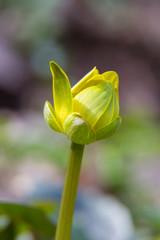 Obraz premium Bud of a spring yellow flower. Caltha palustris