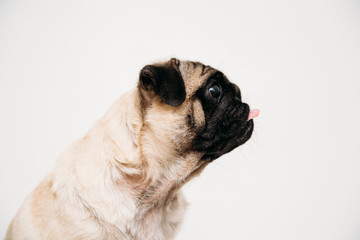 Adorable pug puppies
