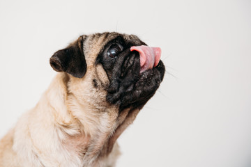 Adorable pug puppies