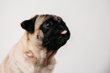 Adorable pug puppies