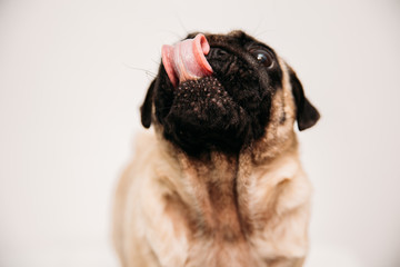 Adorable pug puppies