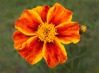 macro of a yellow and orange dwarf french marigold flower on a background of blurred leaves with soft lighting