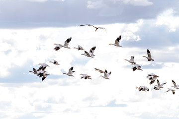 Many Snow Geese in flight over the land with clouds in the sky