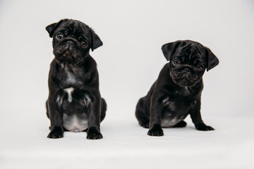 Adorable pug puppies