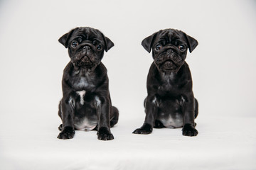 Adorable pug puppies