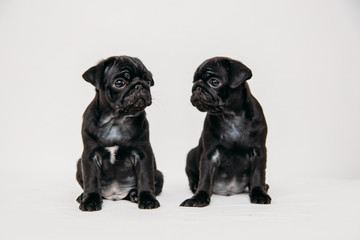 Adorable pug puppies