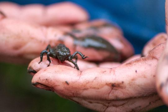 imposante Libellenlarve in Kinderhand bei Teicharbeiten