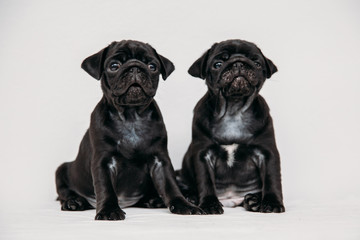 Adorable pug puppies