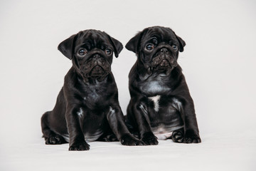 Adorable pug puppies