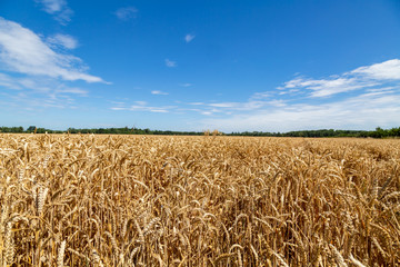 ein Feld mit Weizen vor blauem Himmel