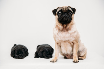 Obraz premium Adorable pug puppies