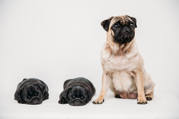 Adorable pug puppies