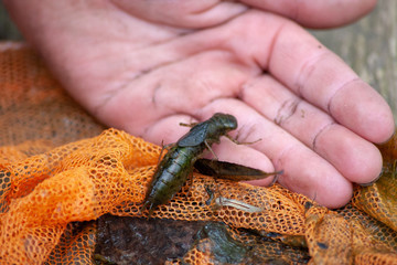 imposante Libellenlarve in Kinderhand bei Teicharbeiten