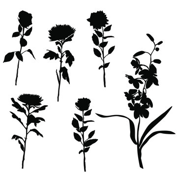 Set of silhouettes of flowers, roses, chrysanthemums, orchids, vector, black color, isolated on white background, hand drawing