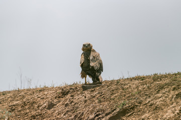 Golden eagle / Aquila chrysaetos. Chyornye Zemli (Black Lands) Nature Reserve,  Kalmykia region, Russia.