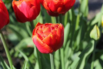 a wonderful red tulip species with little wet drops at the leaves closeup